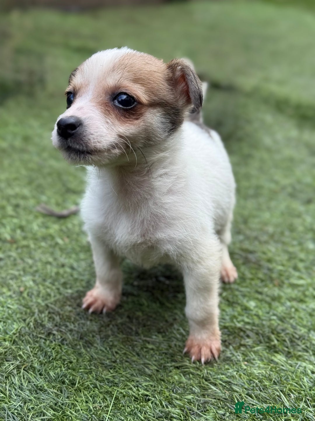 Jack Russell dogs for sale: The cutest little Jack Russel pups ❤️ - Image 16