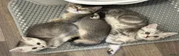 British Shorthair cats for sale: British Shorthair Kittens  - Advert 28