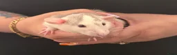 Rat rodents for sale: Baby Dumbo rats 6 x Boys 9 x Girls  - Advert 14