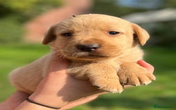 Labrador Retriever dogs for sale: Stunning Labrador puppies - Image 6
