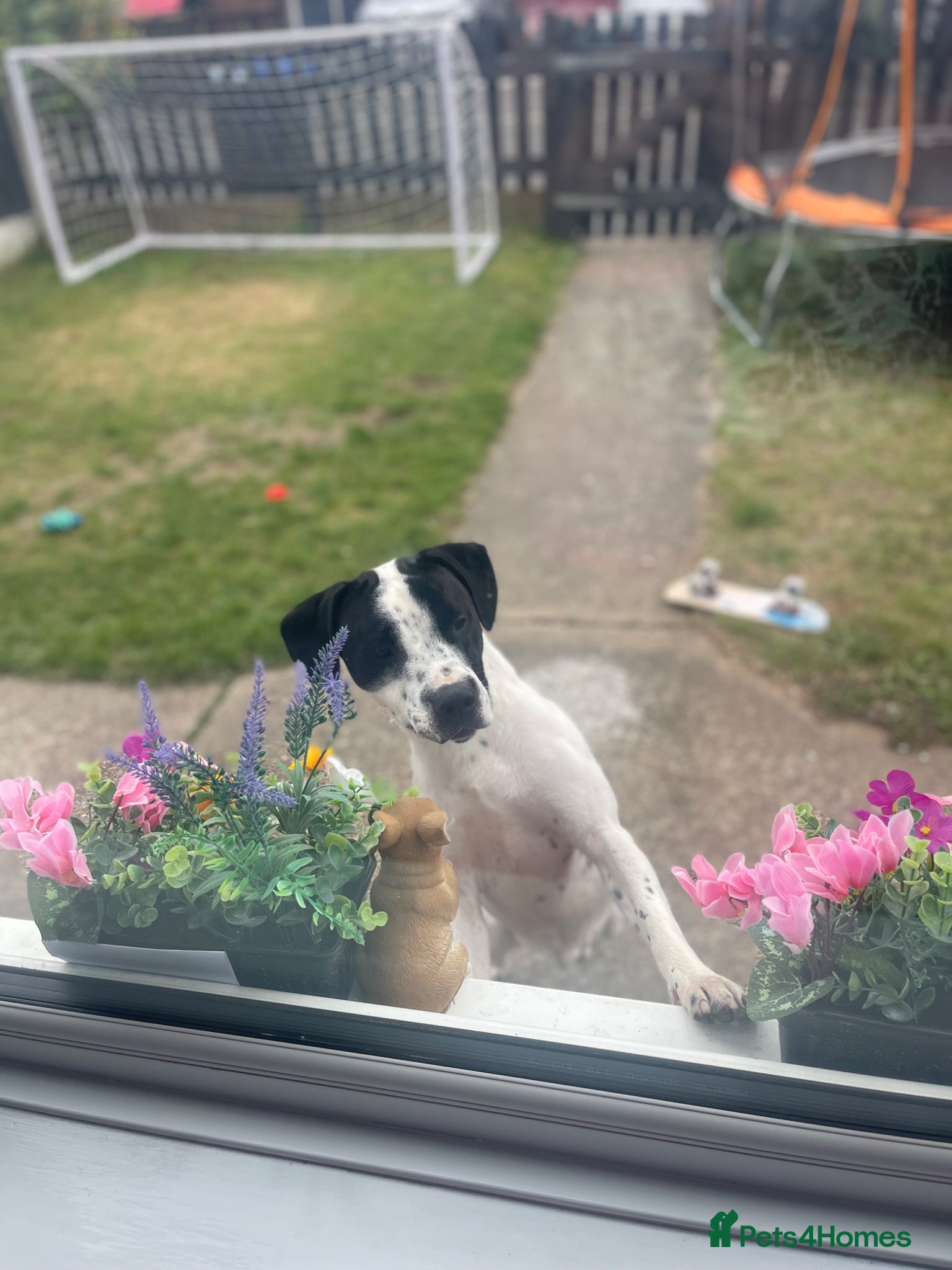 Staffordshire Bull Terrier dogs Harry💚 - Advert 1