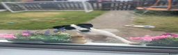 Staffordshire Bull Terrier dogs for sale: Harry💚 - Advert 1
