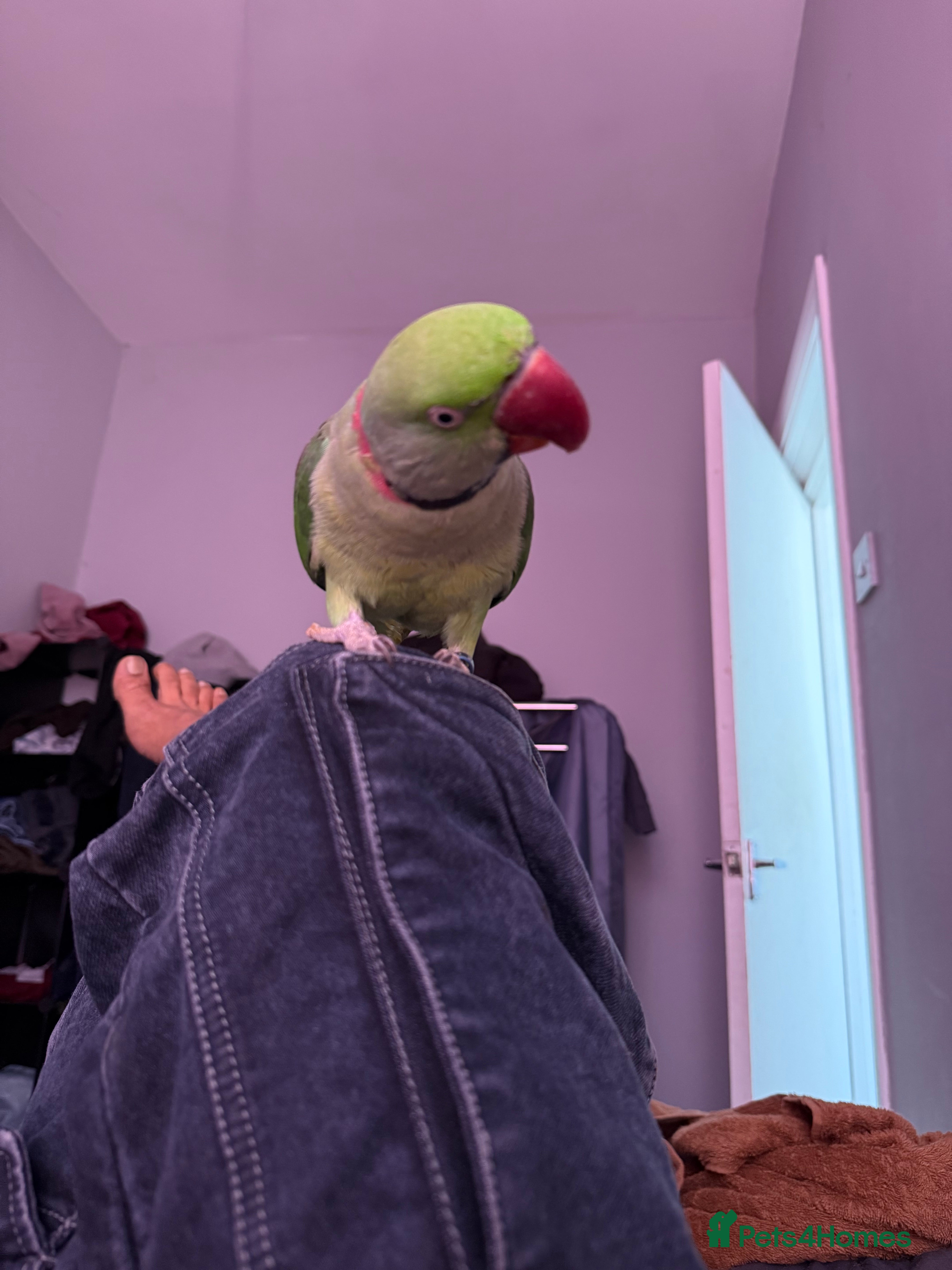 Ringnecks birds Pretty parrot alexandrine  - Advert 3