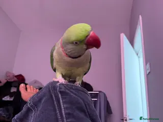 Ringnecks birds Pretty parrot alexandrine - Advert 3