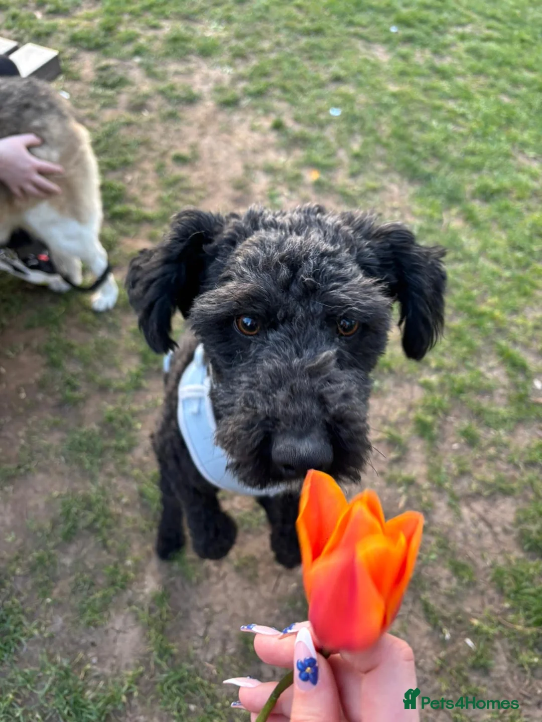 Mixed Breed dogs for adoption: Sheepy 🤍 in Middlesbrough - Advert 1