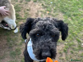 Mixed Breed dogs Sheepy 🤍 - Advert 1