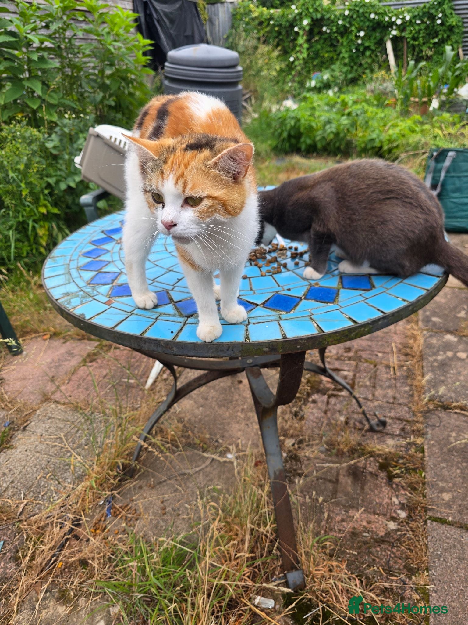 Mixed Breed cats Two beautiful kittens - Advert 13