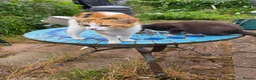 Mixed Breed cats for sale: Two beautiful kittens - Advert 1