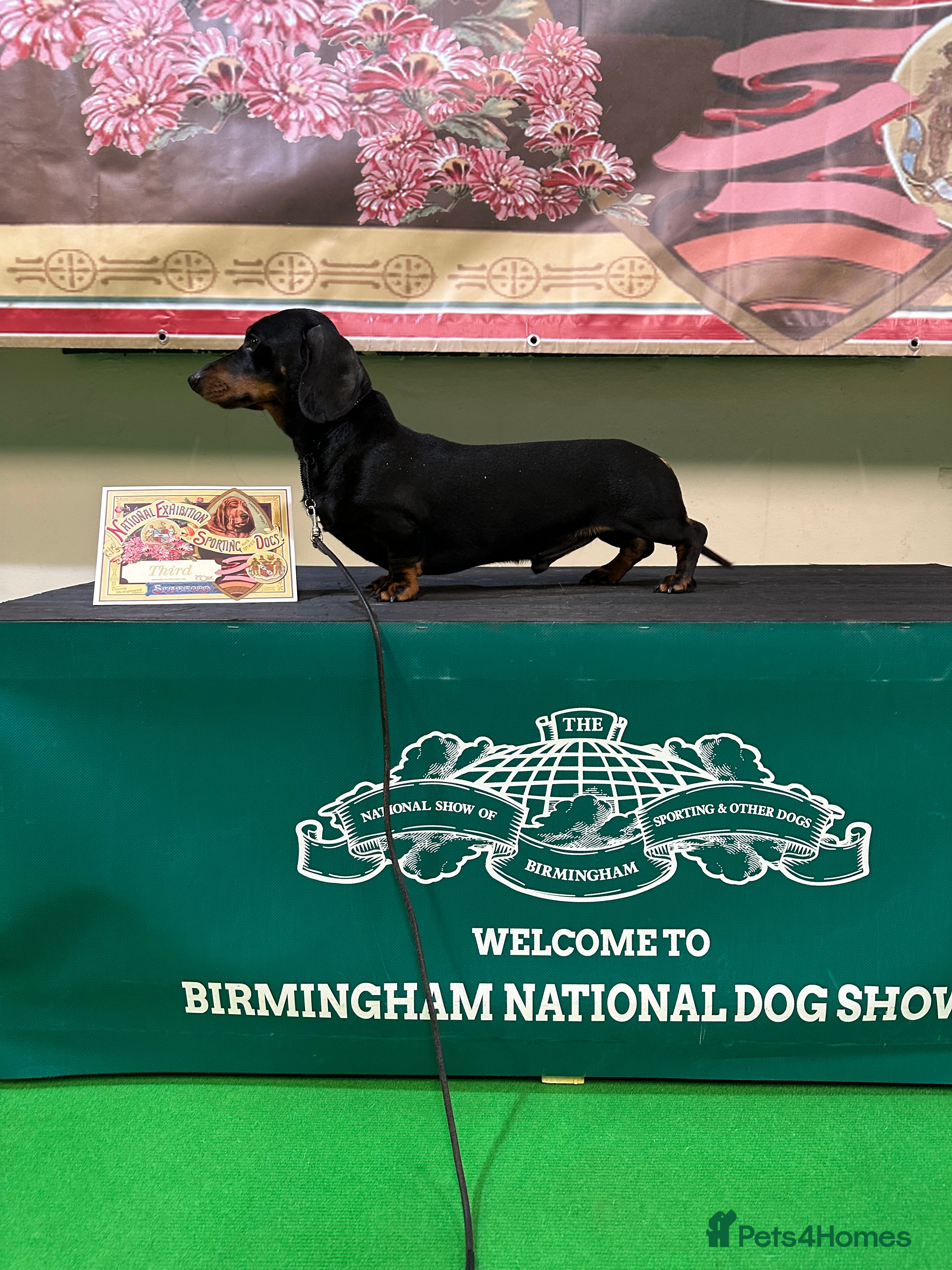 Miniature Dachshund dogs IVDD screened & Crufts qualified black & tan  in Bridgnorth - Advert 1