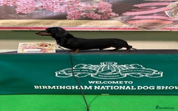 Miniature Dachshund dogs for stud: IVDD screened & Crufts qualified black & tan  in Bridgnorth - Image 1