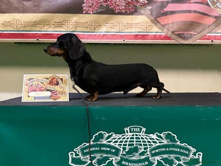 Miniature Dachshund dogs IVDD screened & Crufts qualified black & tan in Bridgnorth - Advert 1