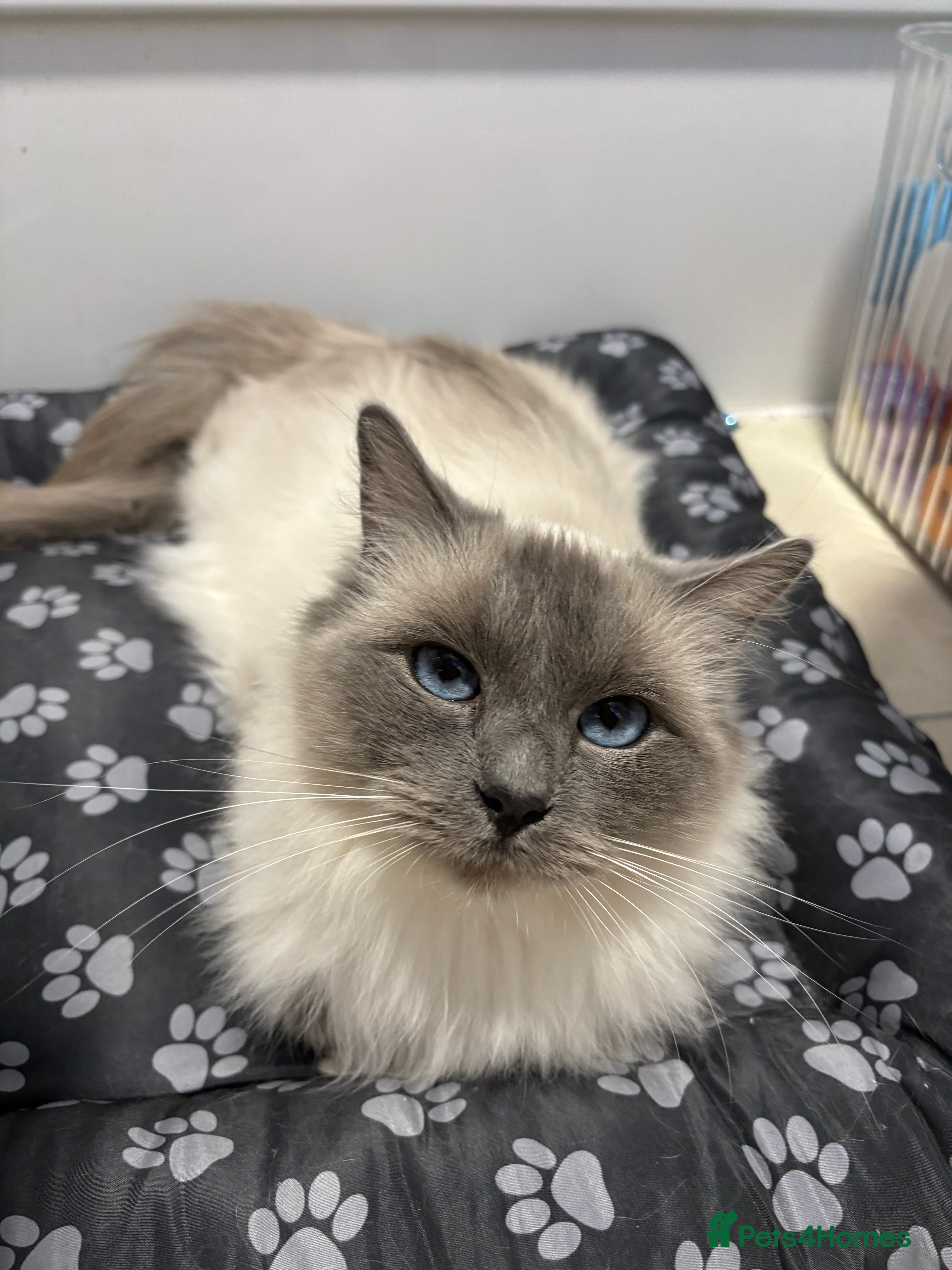 Ragdoll cats GCCF and TICA reg Queen - Advert 3