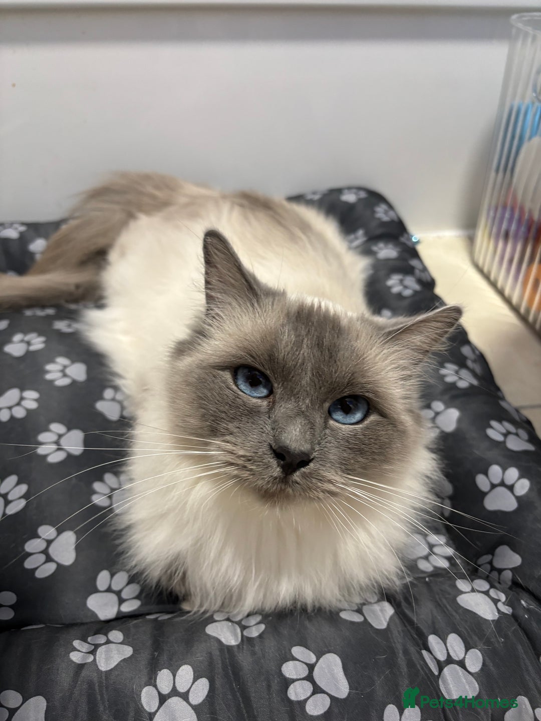 Ragdoll cats for sale: GCCF and TICA reg Queen - Advert 1