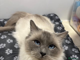 Ragdoll cats GCCF and TICA reg Queen - Advert 3