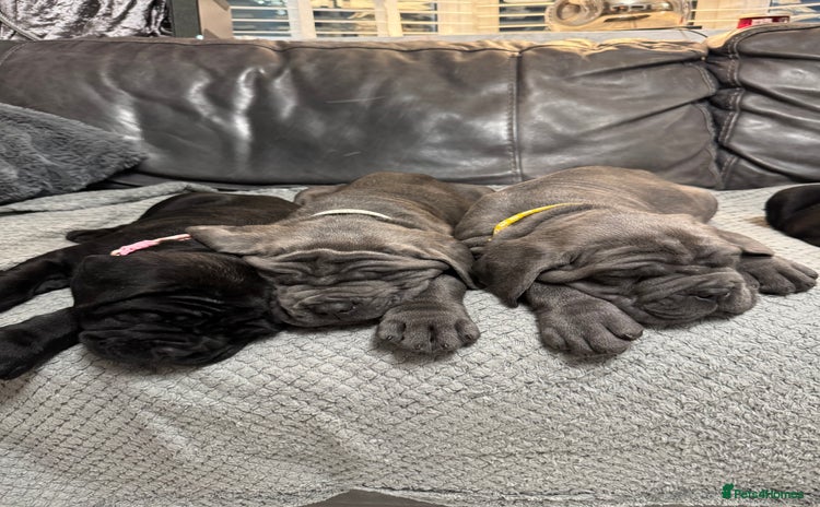 Neapolitan Mastiff dogs - Advert 4