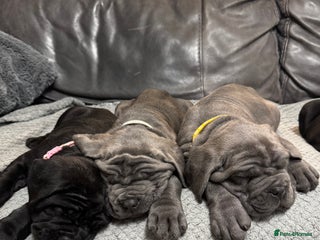 Neapolitan Mastiff dogs Neapolitan mastiff puppies - Advert 7