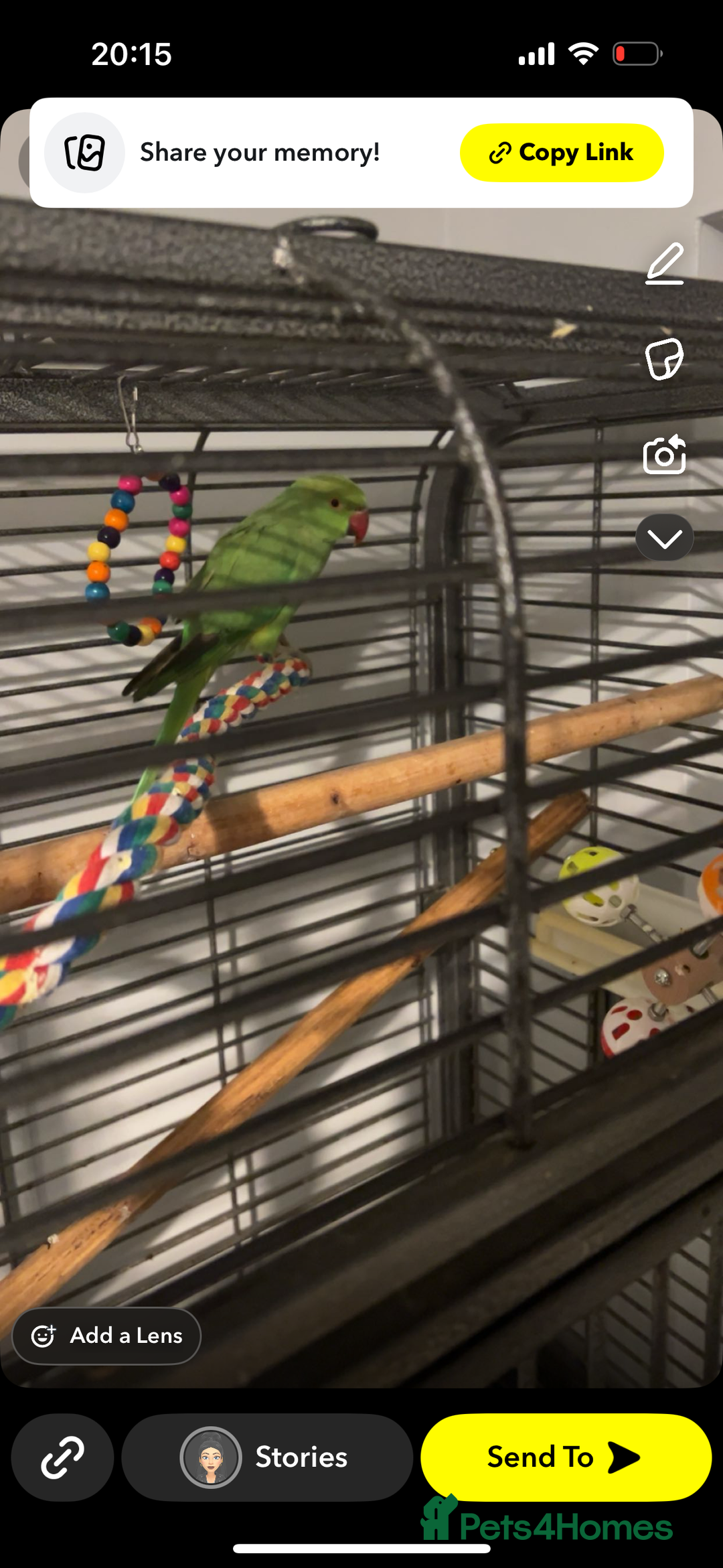 Parakeets birds for sale: Indian ringnecks  - Image 7