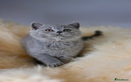 British Shorthair cats for sale: GCCF reg blue kittens  - Image 22