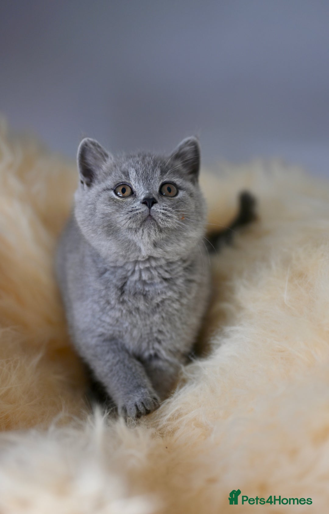 British Shorthair cats for sale: GCCF reg blue kittens  - Image 22