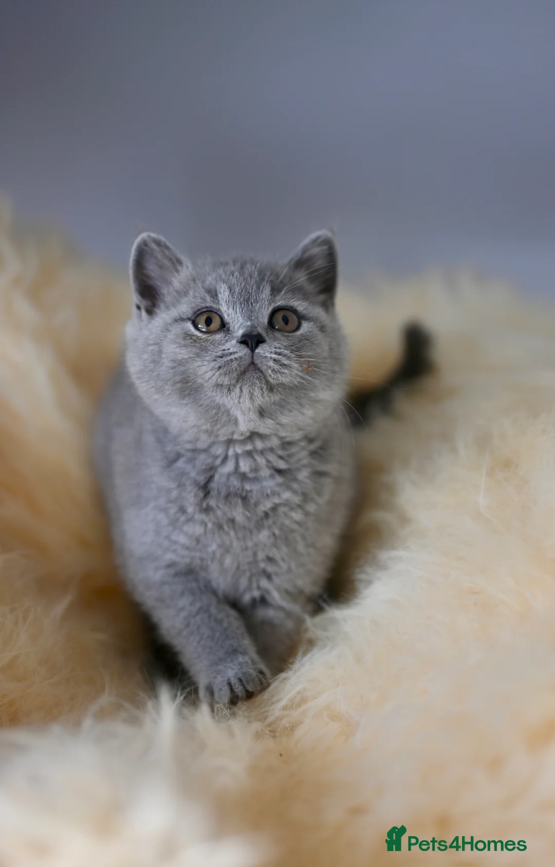 British Shorthair cats for sale: GCCF reg blue kittens ready to go from  - Advert 19