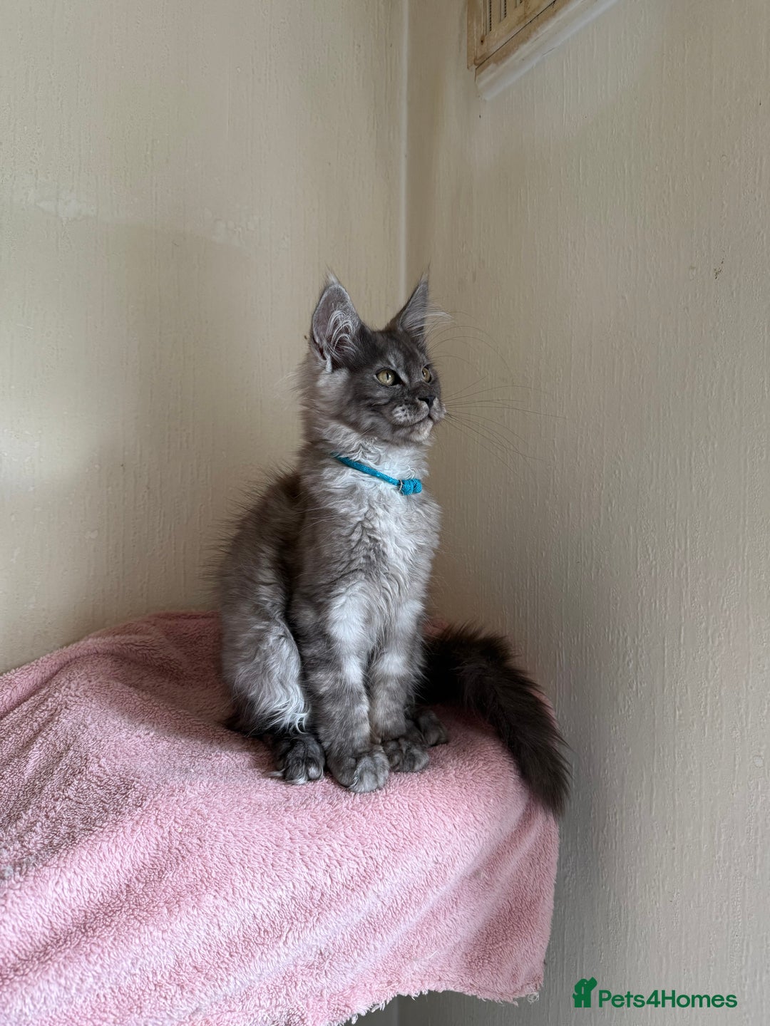 Maine Coon cats for sale: Pedigree GCCF Russian Import line Maine Coons - Image 7