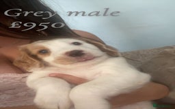 English Springer Spaniel dogs for sale: Gorgeous springer spaniel pups for sale  - Image 4