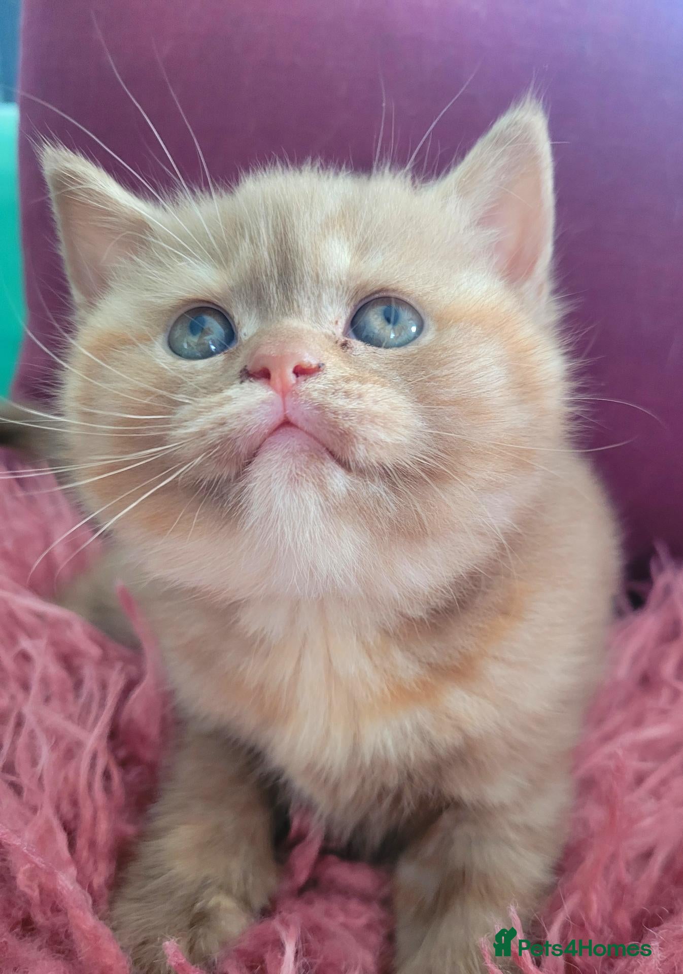 British Shorthair cats Chunky British Shorthair  - Advert 16
