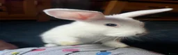 Mixed Breed rabbits for sale: 2 brothers, rabbits for sale  in Sandbach - Advert 17