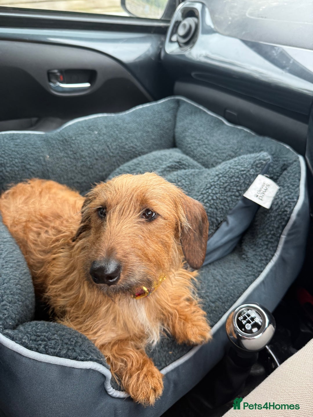 Miniature Dachshund dogs for sale: Wired Hair Miniature Dachshund For Rehomimg   - Advert 1