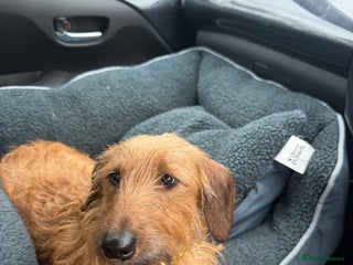 Miniature Dachshund dogs for sale: Wired Hair Miniature Dachshund For Rehomimg - Advert 1