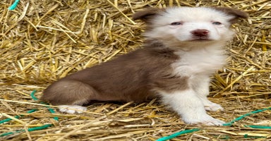 Border Collie dogs - Advert 4