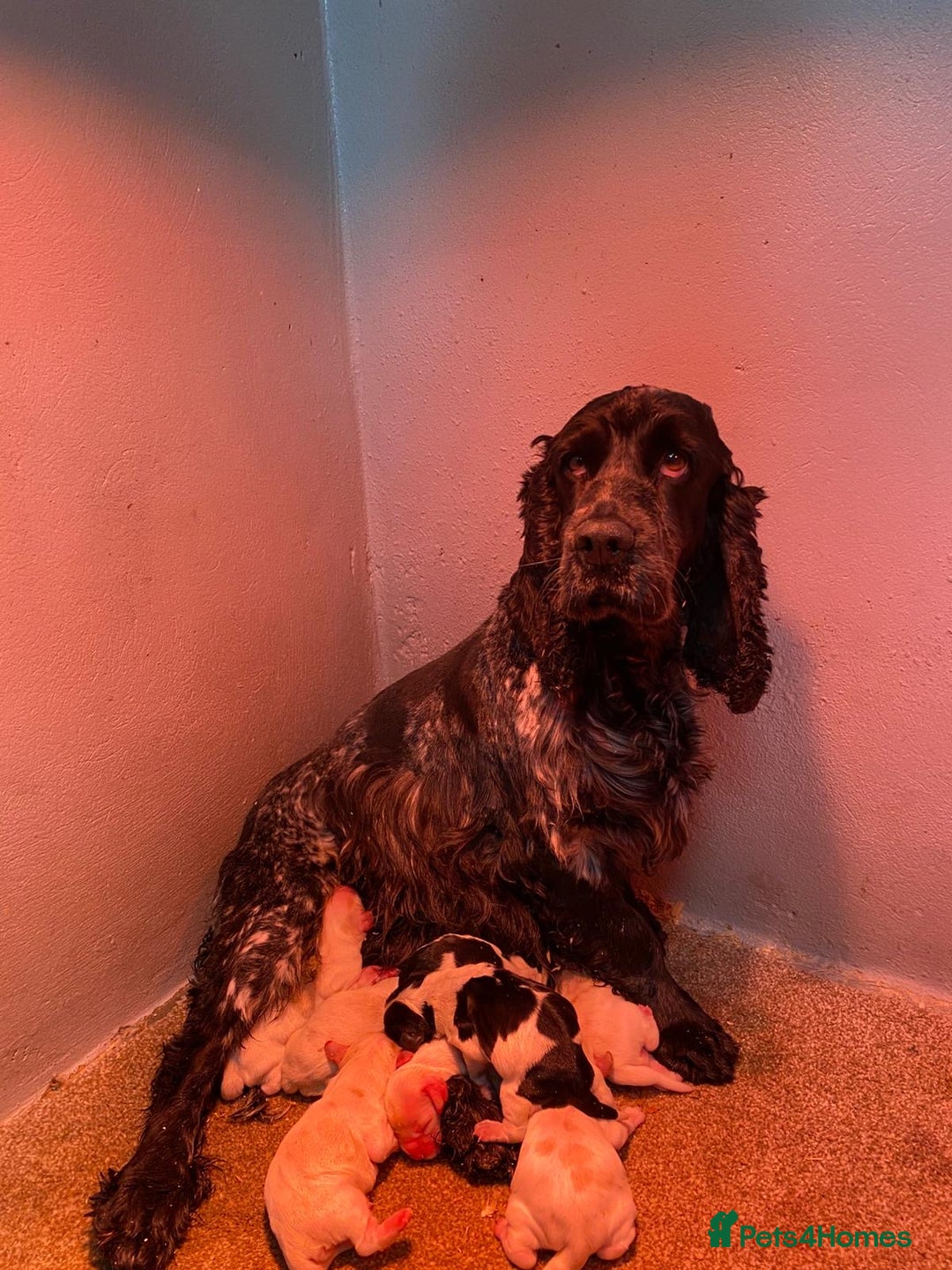 Cocker Spaniel dogs for sale: KC Registered Show Type Cocker Spaniel Pups - Image 10