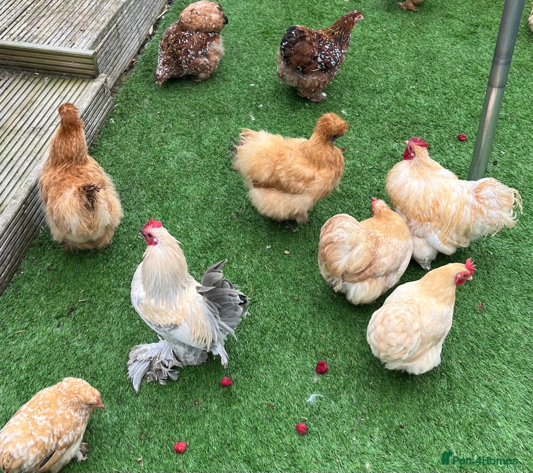 Chickens poultry for sale: 💕Bantam Pekins for sale 2025 birds 💕 - Image 4