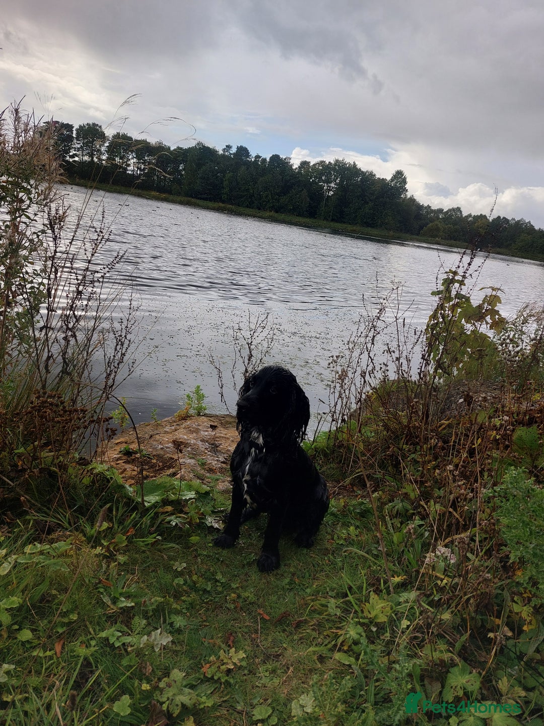 Cocker Spaniel dogs for sale: Working Show cocker spaniel  - Image 4
