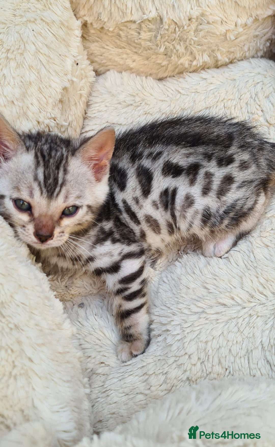 Bengal cats for sale: Pedigree Bengal kittens - Image 4