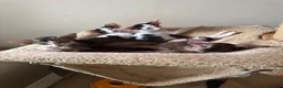 Oriental cats for sale: Pedigree GCCF Oriental Kittens  - Advert 3