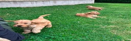 Cockapoo dogs for sale: Chunky Cockapoo Puppies - Advert 11