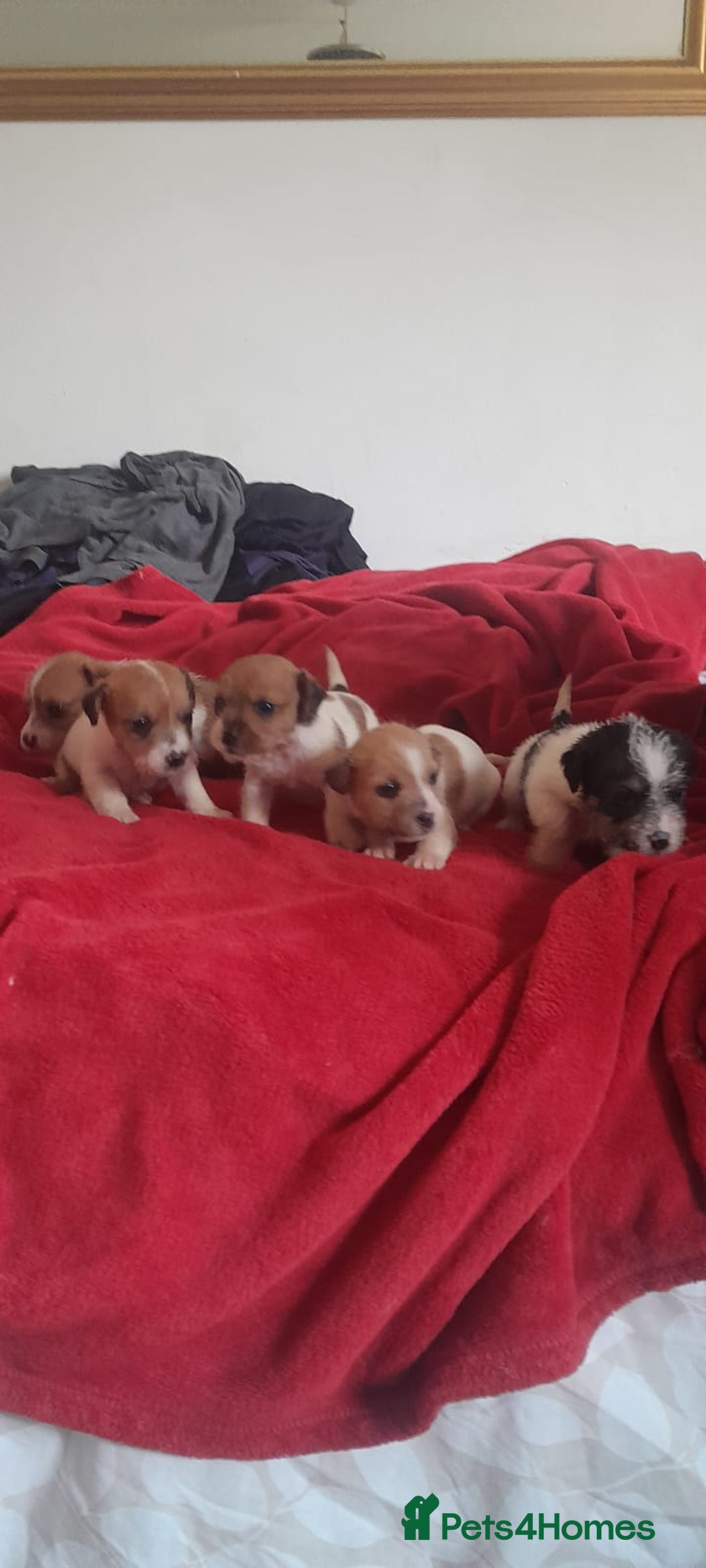 Jack Russell dogs for sale: Jack Russell puppies  - Image 4
