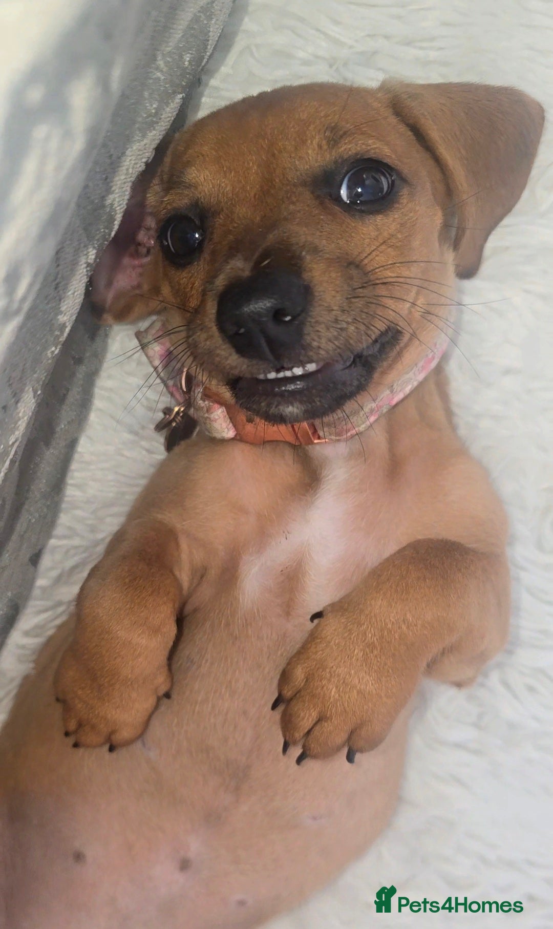 Dachshund dogs for sale: Sad sale of Female dachshund with all her stuff - Image 5