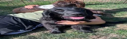 Sprocker dogs for sale: 🐾 MAVERICK – Sprocker Spaniel - FOREVER HOME 🐾 - Advert 5