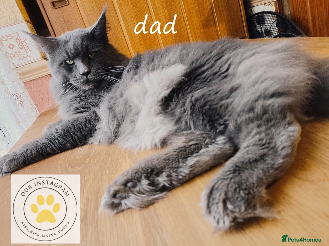 Maine Coon cats for sale: Maine coon kittens champion line DNA health tested - Advert 6