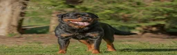 Rottweiler dogs for stud: Stunning Fully Health Tested KC Reg Rottweiler  - Advert 1