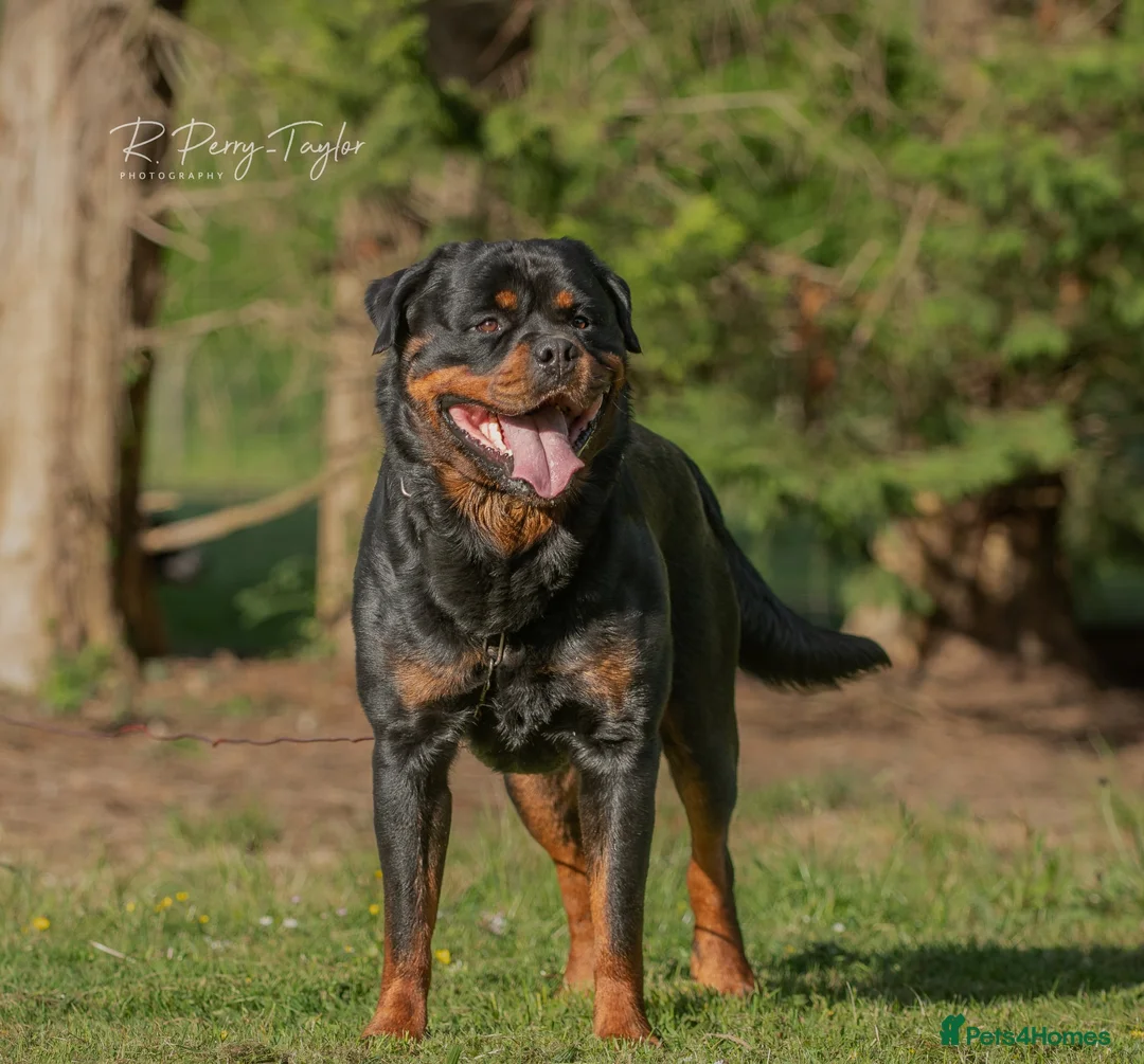 Rottweiler dogs for stud: Stunning Fully Health Tested KC Reg Rottweiler  - Advert 1