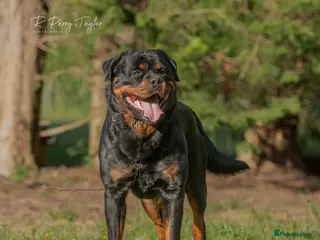 Rottweiler dogs Stunning Fully Health Tested KC Reg Rottweiler - Advert 8