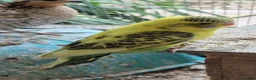 Budgerigars birds for sale: Baby budgies - Advert 2