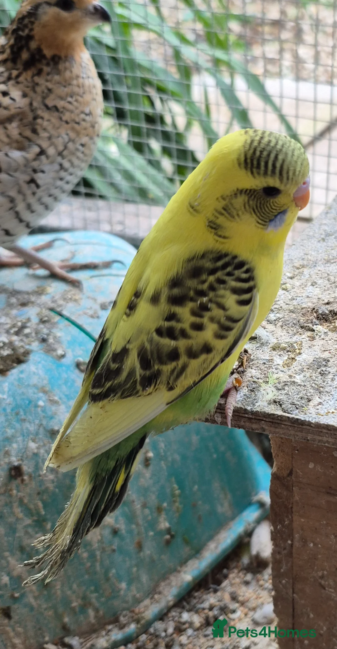 Budgerigars birds for sale: Baby budgies - Advert 2