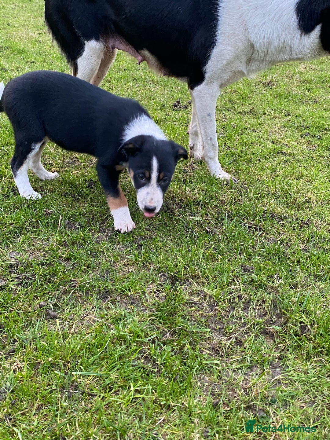 Border Collie dogs for sale: Border Collie Puppies For Sale - Advert 5