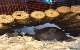 Rat rodents for sale: 2 male rats  - Advert 6