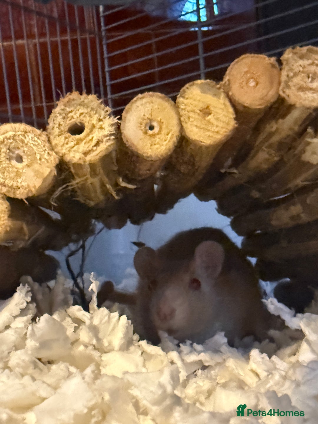 Rat rodents for sale: 2 male rats  - Advert 6