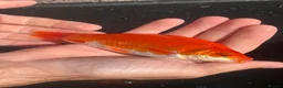 Goldfish fish for sale: Goldfish  - Advert 4